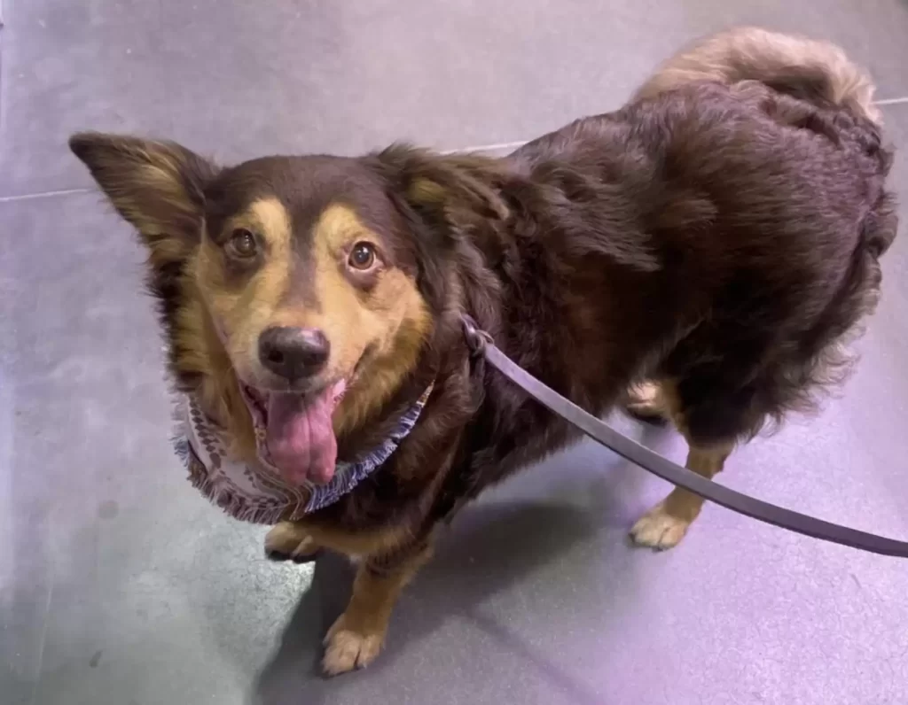 chien errant este mois vivre reçoit meilleur cadeau femme qui l'a sauvé