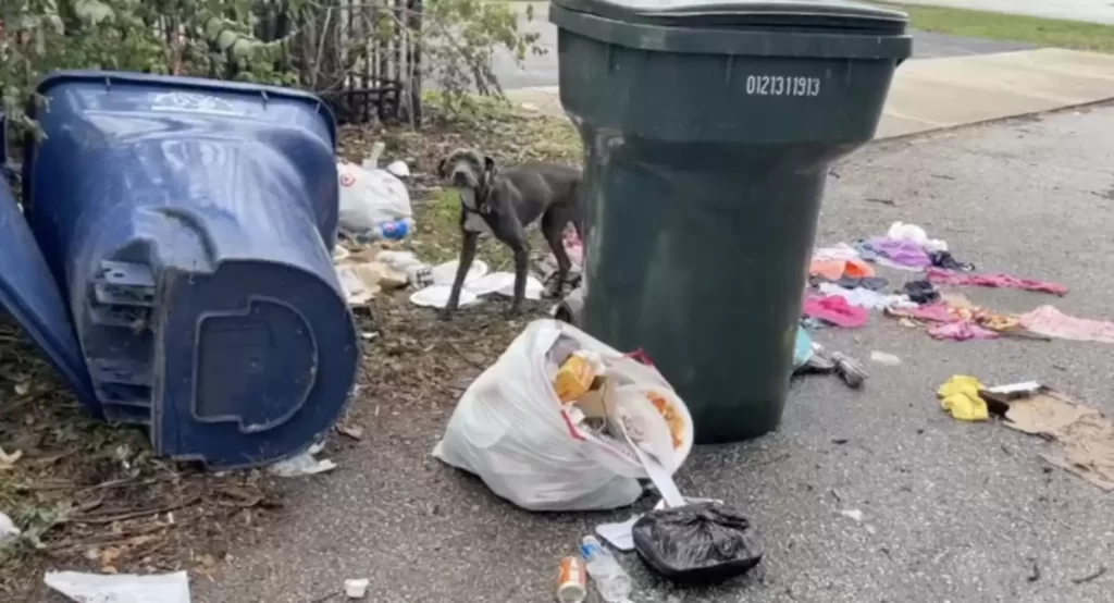 chien errant retrouvé train dormir poubelles ne peut pas arrêter serrer dans bras sauveteurs
