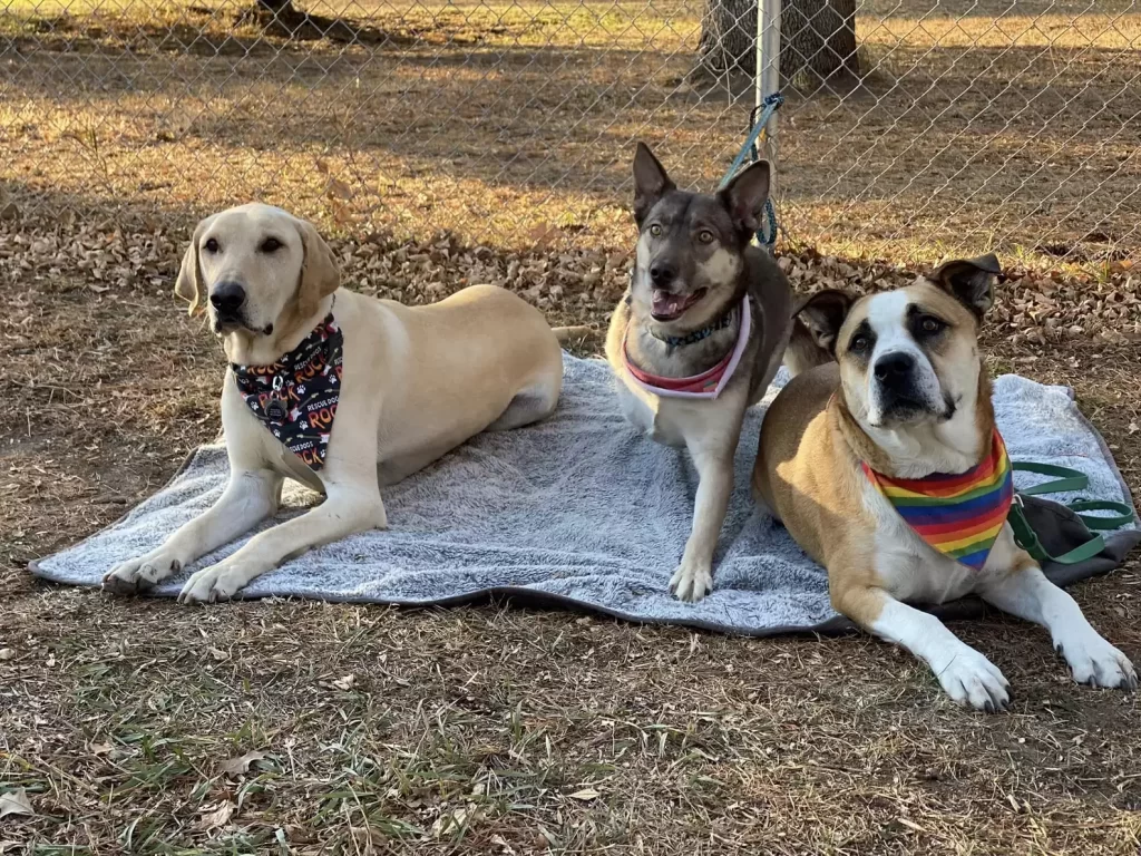 chiens sauvés décharge se réunissent un an plus tard recréer photo émotionnelle