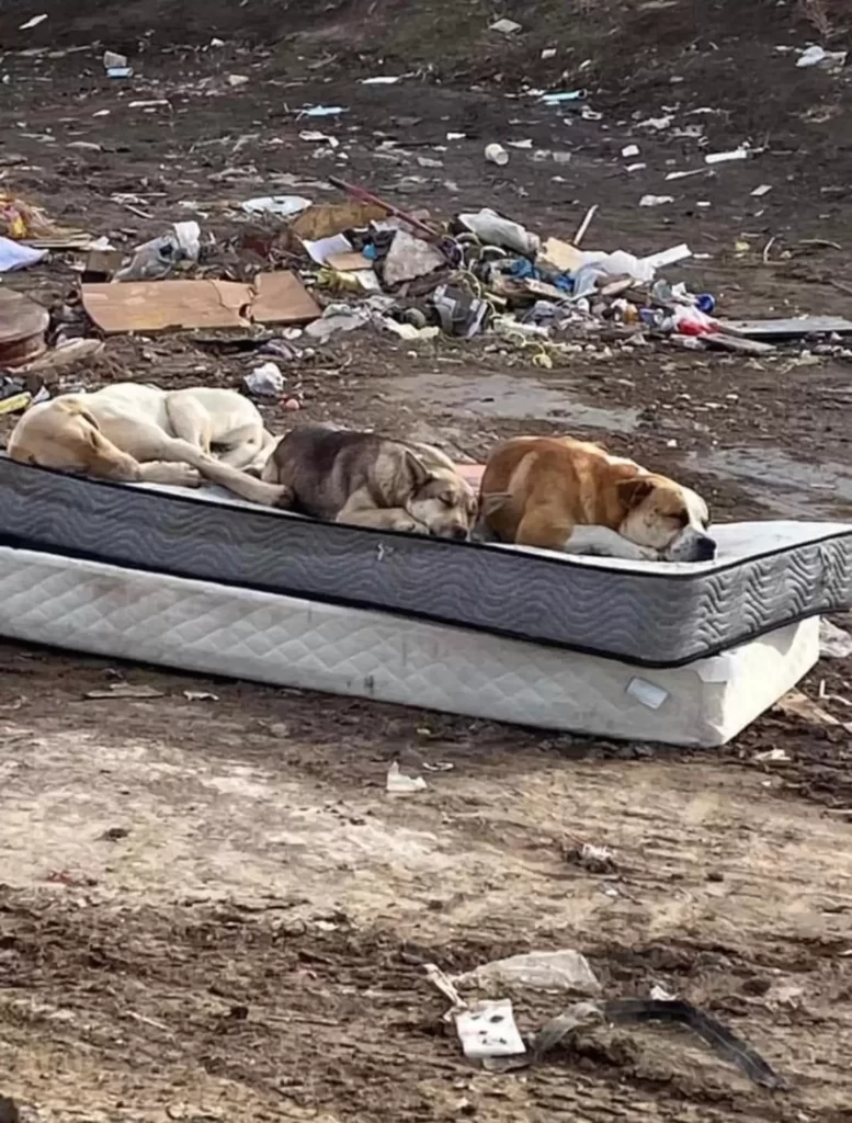 chiens sauvés décharge se réunissent un an plus tard recréer photo émotionnelle