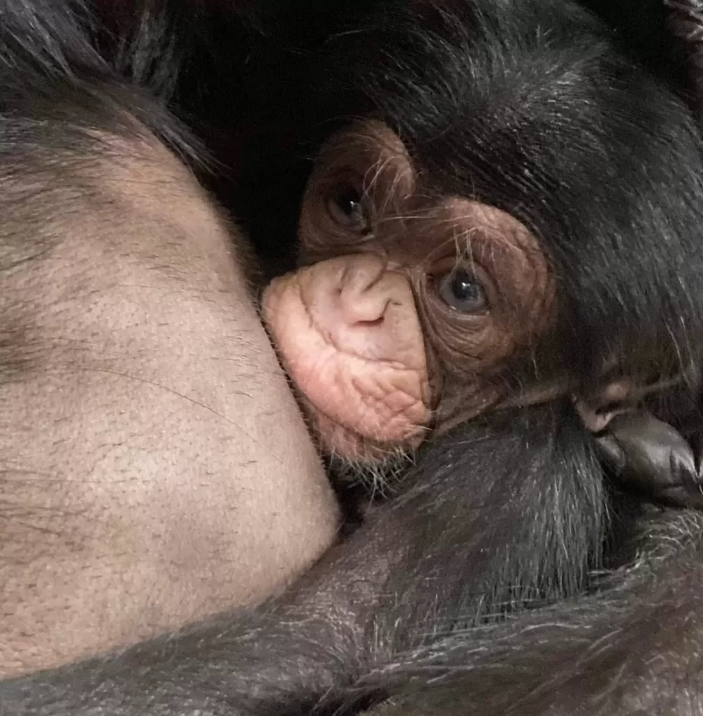 chimpanzée A plus belle réaction voir bébé après 2 jours d'intervalle
