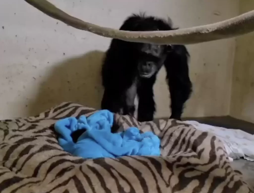 chimpanzée A plus belle réaction voir bébé après 2 jours d'intervalle