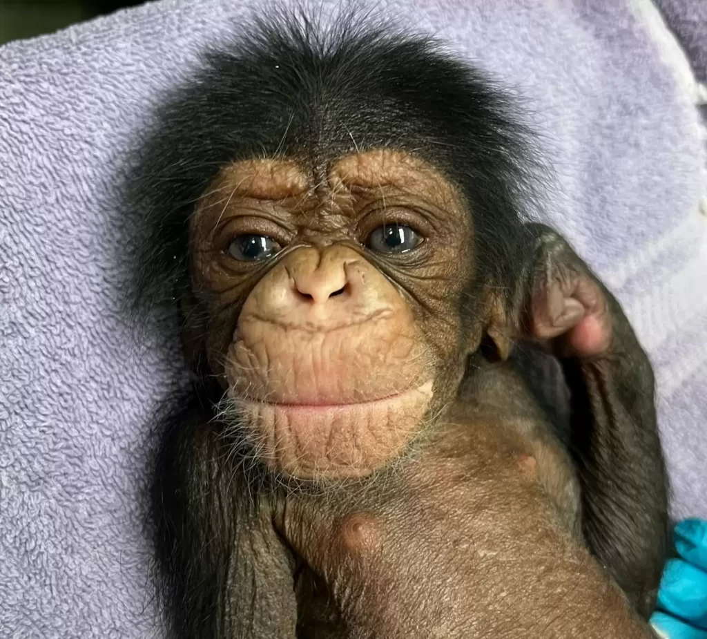 chimpanzée A plus belle réaction voir bébé après 2 jours d'intervalle