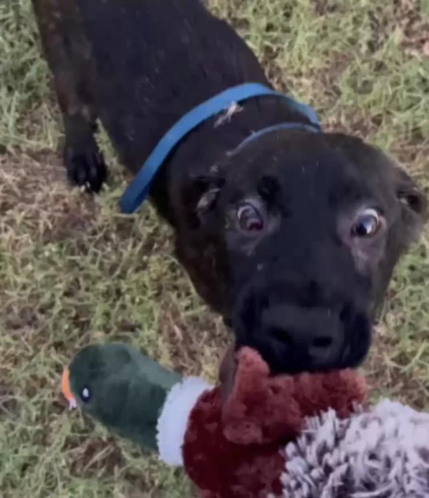 chiot abandonné route campagne a attendu jours pour famille revienne chercher