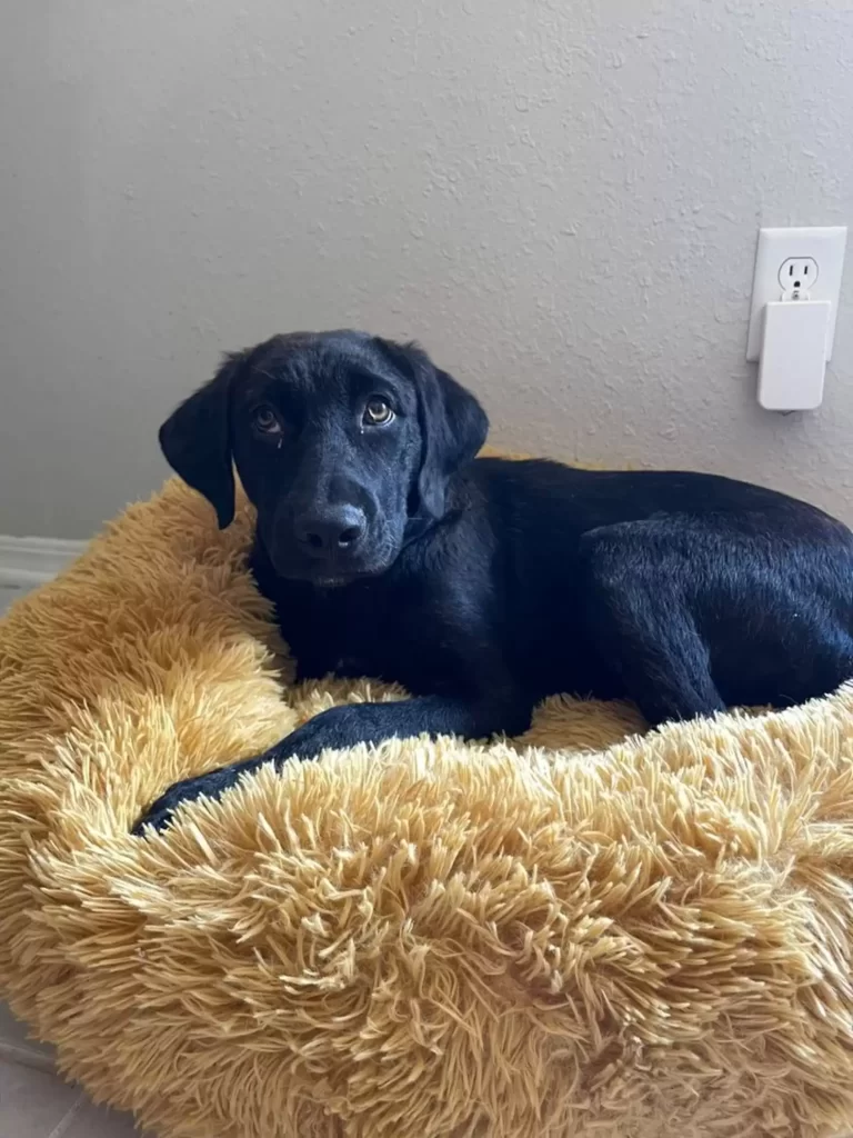 chiot abandonné route campagne a attendu jours pour famille revienne chercher