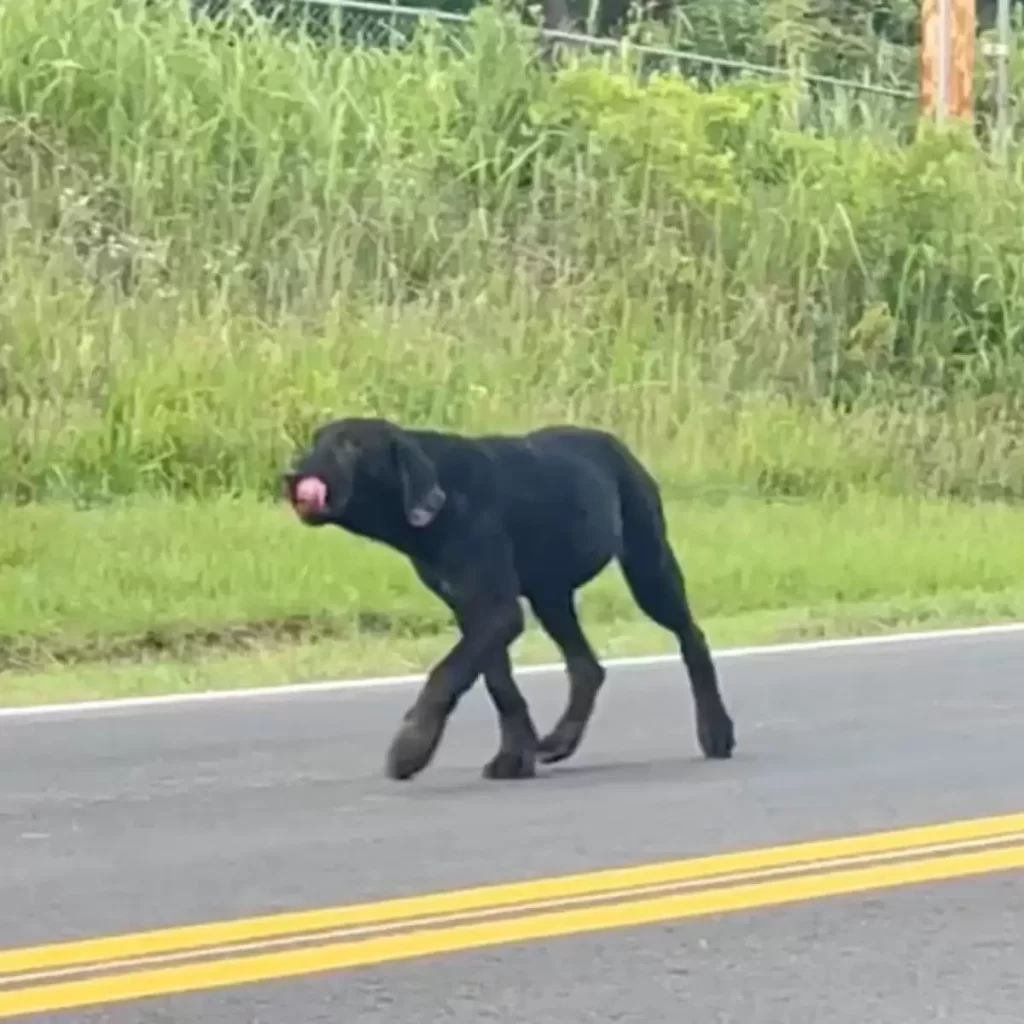 chiot abandonné route campagne a attendu jours pour famille revienne chercher