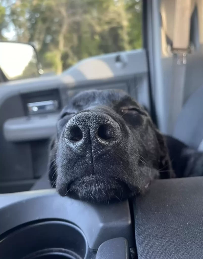 chiot abandonné route campagne a attendu jours pour famille revienne chercher