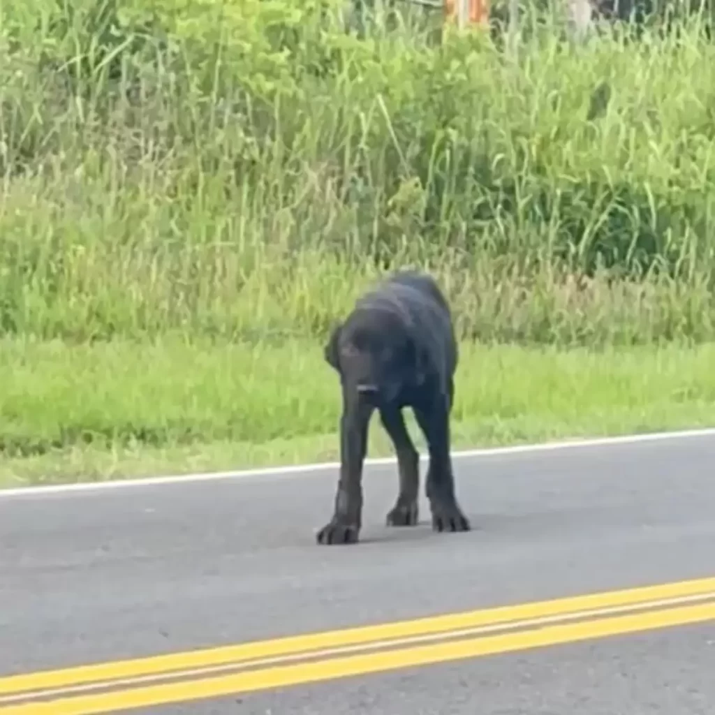 chiot abandonné route campagne a attendu jours pour famille revienne chercher