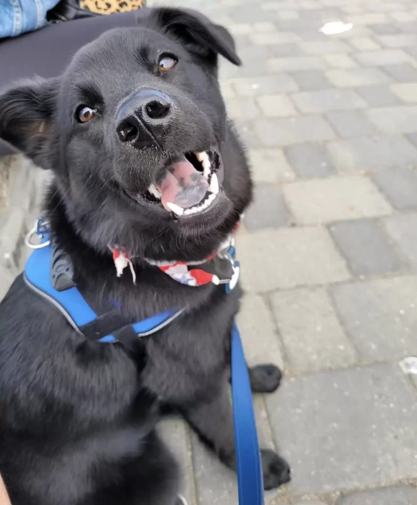 femme retrouve chien perdu en train câliner inconnu parc