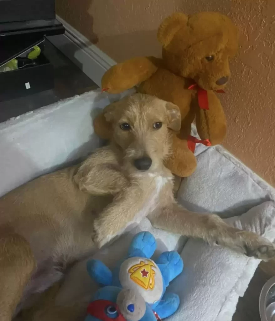 femme trouve chien bord oute n'arrête pas regarder au loin