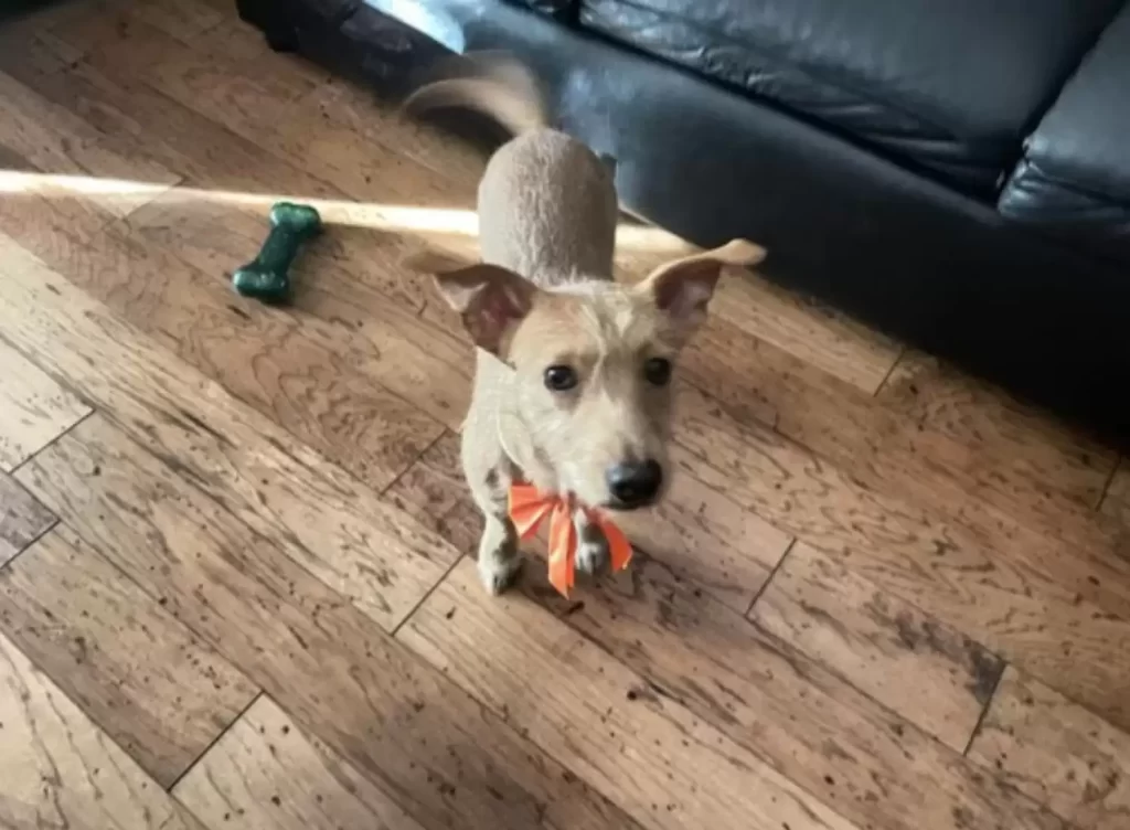 femme trouve chien bord oute n'arrête pas regarder au loin