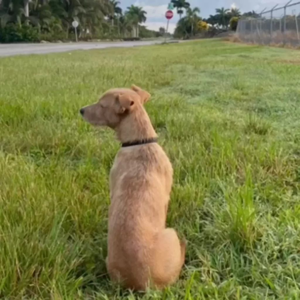 femme trouve chien bord oute n'arrête pas regarder au loin