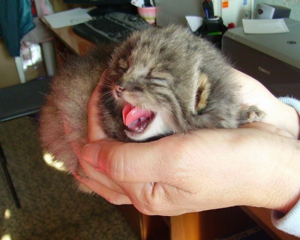 fermier découvert chatons qu'il a trouvés grange n'étaient pas chatons ordinaires