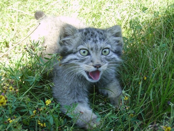 fermier découvert chatons qu'il a trouvés grange n'étaient pas chatons ordinaires