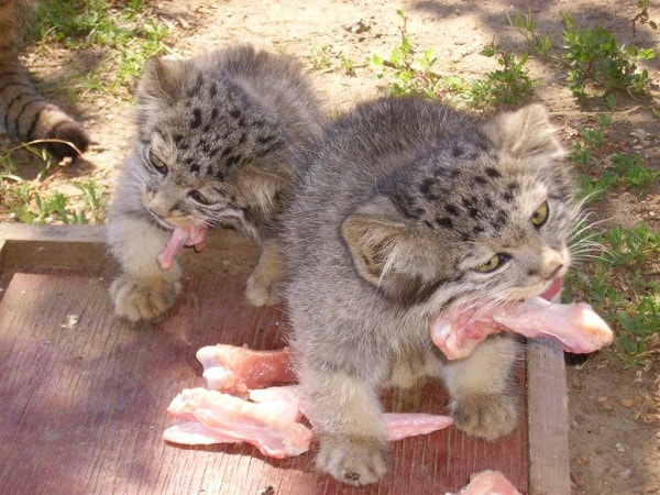 fermier découvert chatons qu'il a trouvés grange n'étaient pas chatons ordinaires