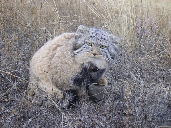 fermier découvert chatons qu'il a trouvés grange n'étaient pas chatons ordinaires