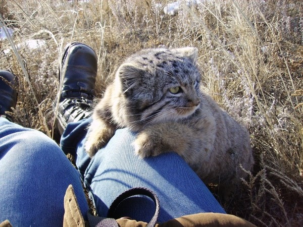 fermier découvert chatons qu'il a trouvés grange n'étaient pas chatons ordinaires