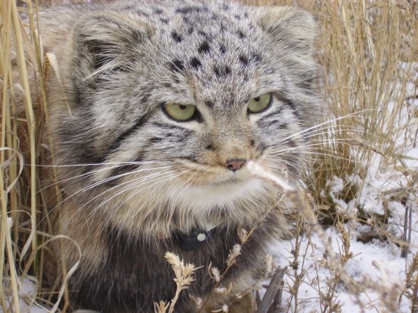 fermier découvert chatons qu'il a trouvés grange n'étaient pas chatons ordinaires