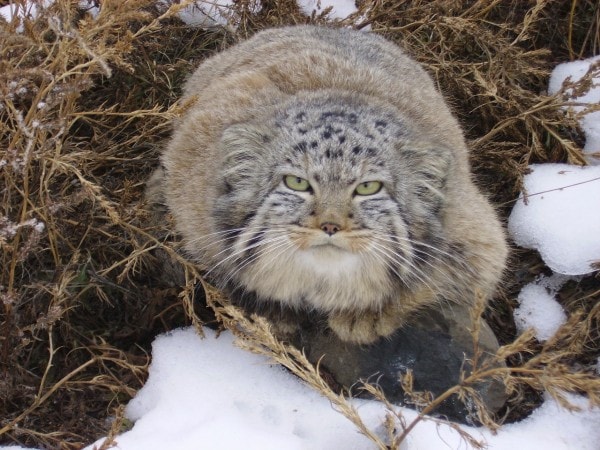 fermier découvert chatons qu'il a trouvés grange n'étaient pas chatons ordinaires