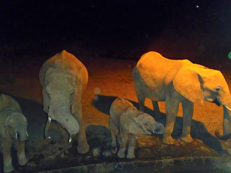 héros conduit camion pendant heures après avoir appris centaines d'animaux sauvages se battent survie.