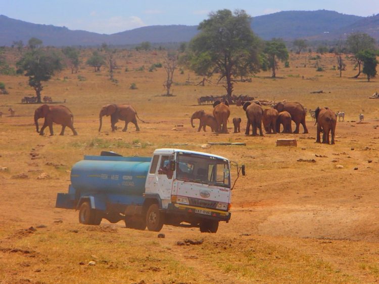 héros conduit camion pendant heures après avoir appris centaines d'animaux sauvages se battent survie.