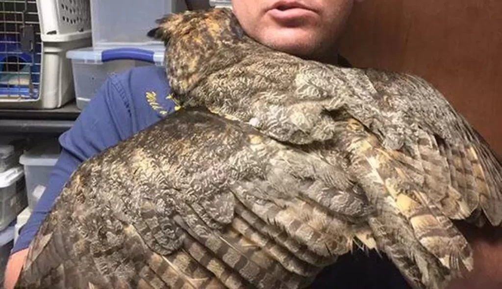 hibou reconnaissant fait gros câlin l'homme l'a sauvé mort