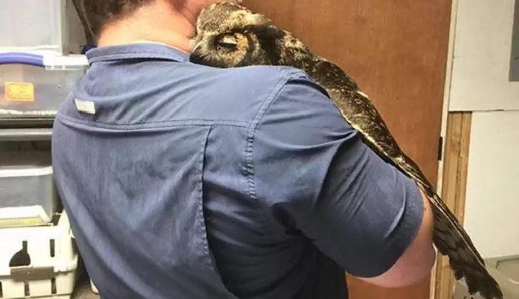 hibou reconnaissant fait gros câlin l'homme l'a sauvé mort