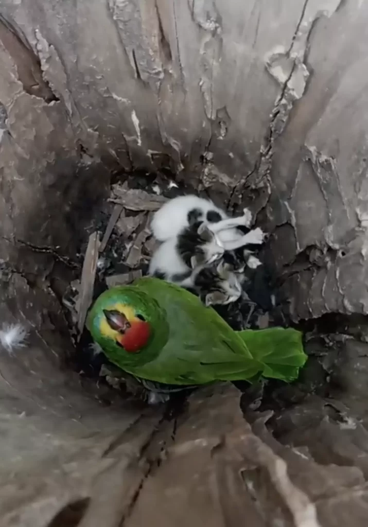 homme jette coup d'œil dans nid perroquet trouve famille improbable