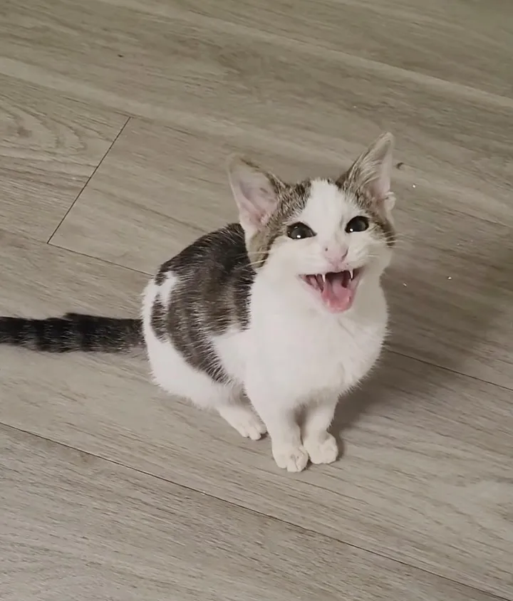 homme s'arrête aider chaton errant solitaire milieu route finit être choisi