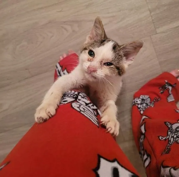 homme s'arrête aider chaton errant solitaire milieu route finit être choisi