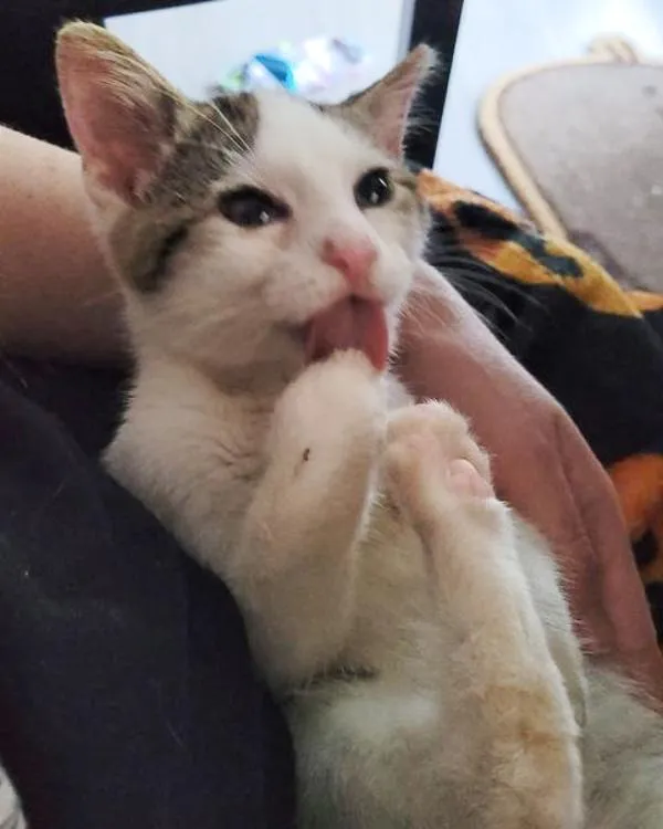 homme s'arrête aider chaton errant solitaire milieu route finit être choisi