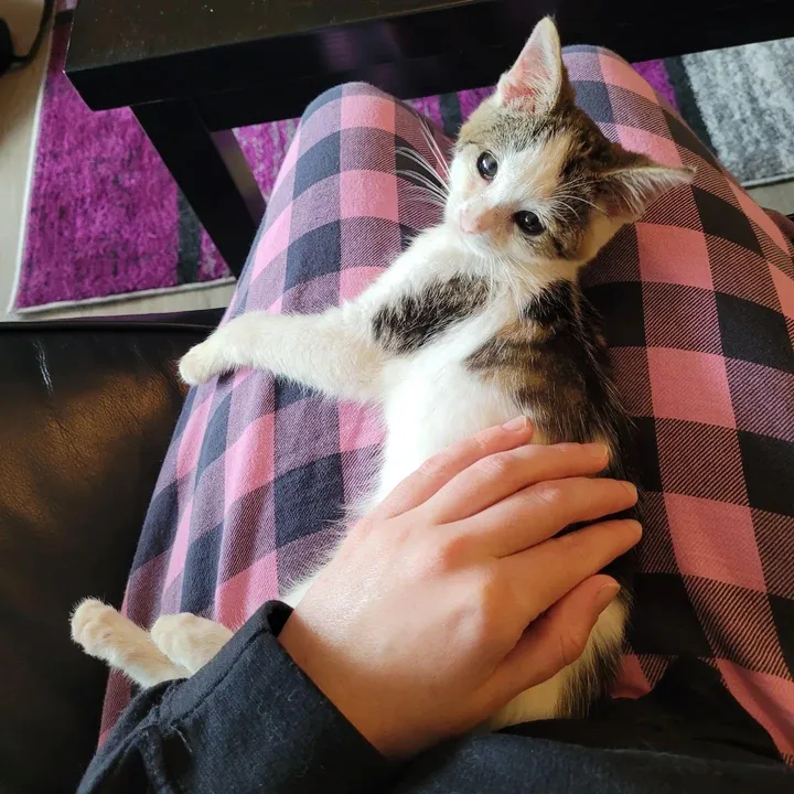 homme s'arrête aider chaton errant solitaire milieu route finit être choisi