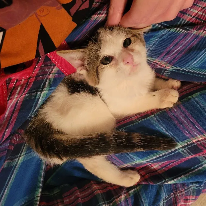 homme s'arrête aider chaton errant solitaire milieu route finit être choisi