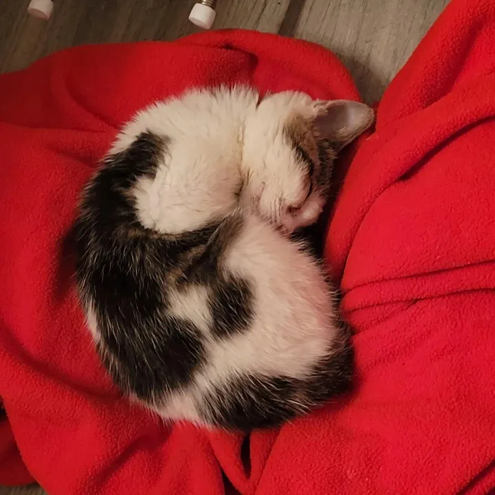 homme s'arrête aider chaton errant solitaire milieu route finit être choisi