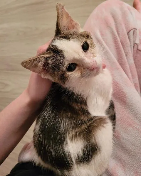 homme s'arrête aider chaton errant solitaire milieu route finit être choisi