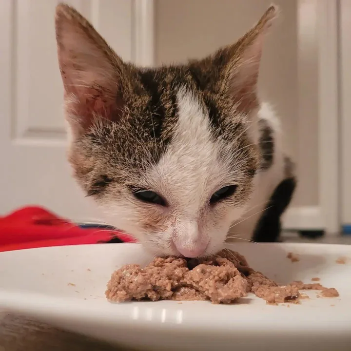 homme s'arrête aider chaton errant solitaire milieu route finit être choisi