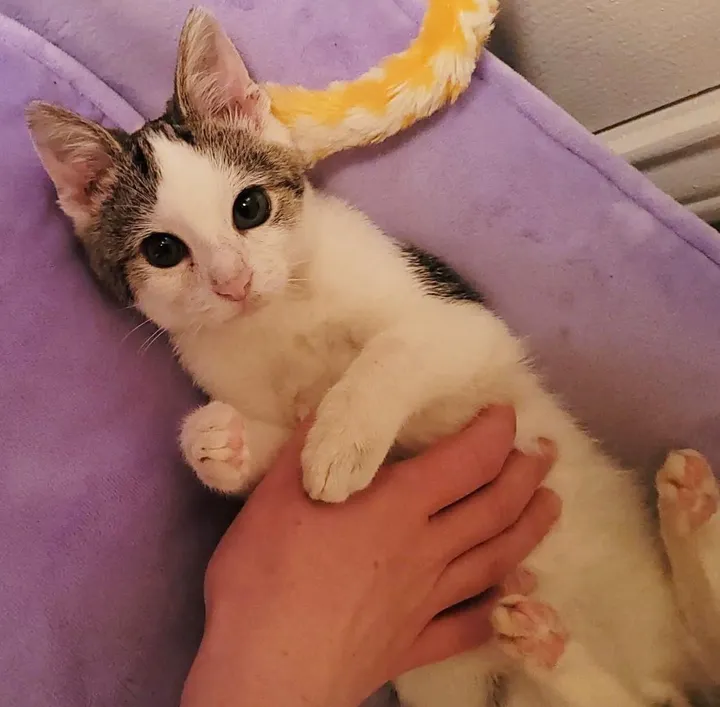 homme s'arrête aider chaton errant solitaire milieu route finit être choisi