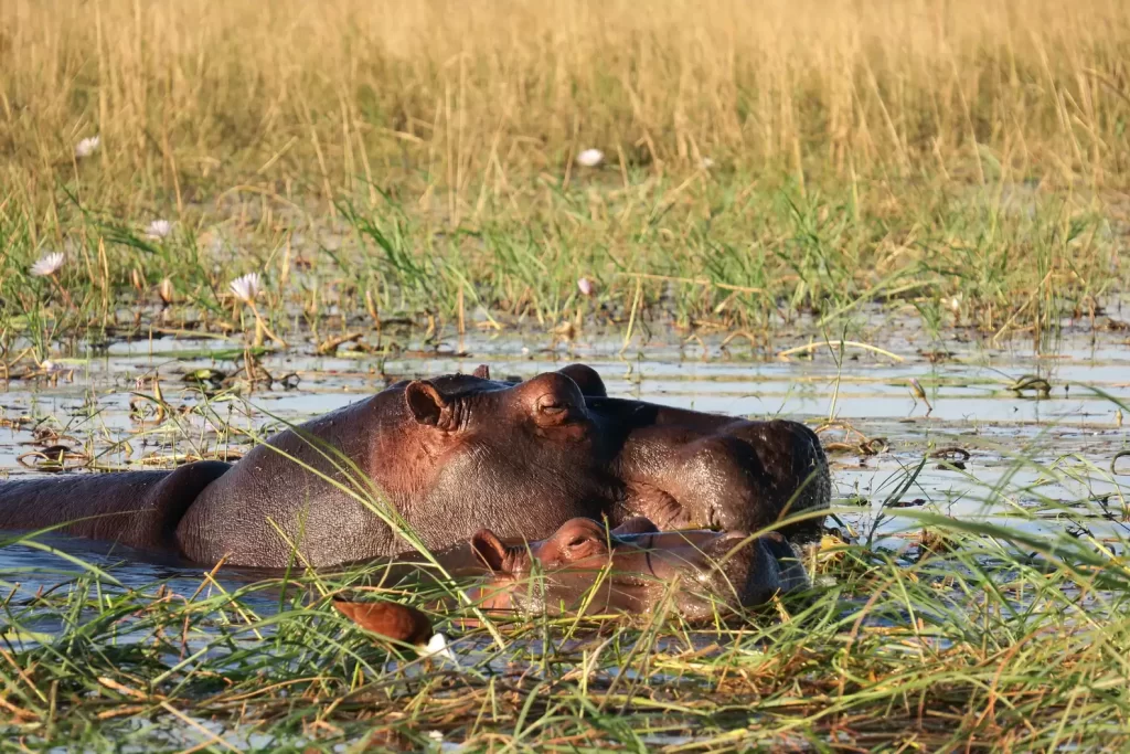 mamans hippopotames donnent-elles vraiment lait rose leurs bébés 