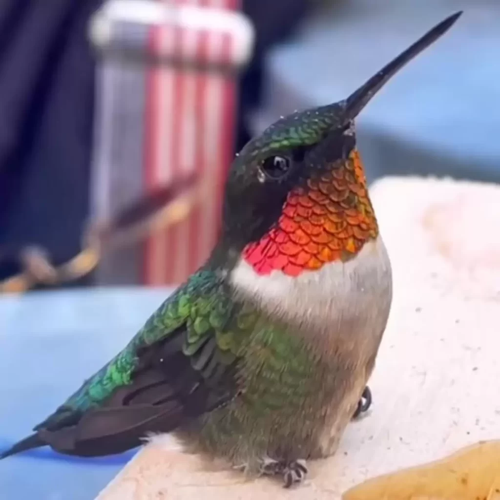 petit colibri vole l'atelier femme demander l'aide