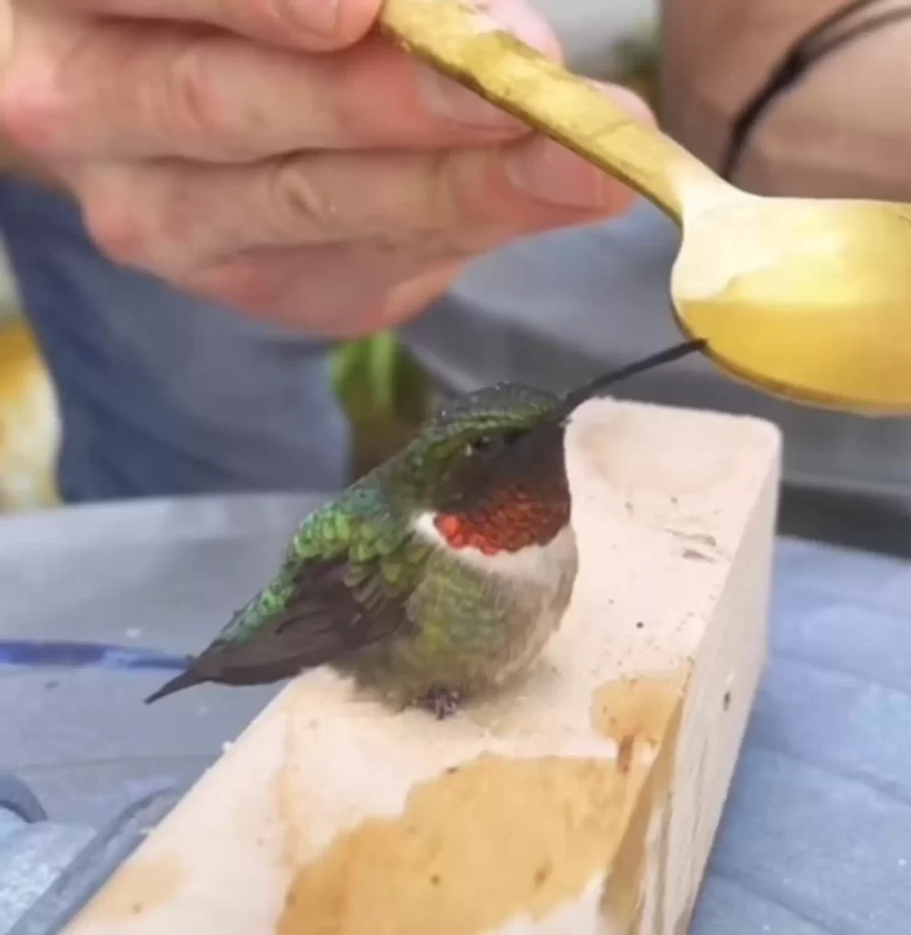 petit colibri vole l'atelier femme demander l'aide