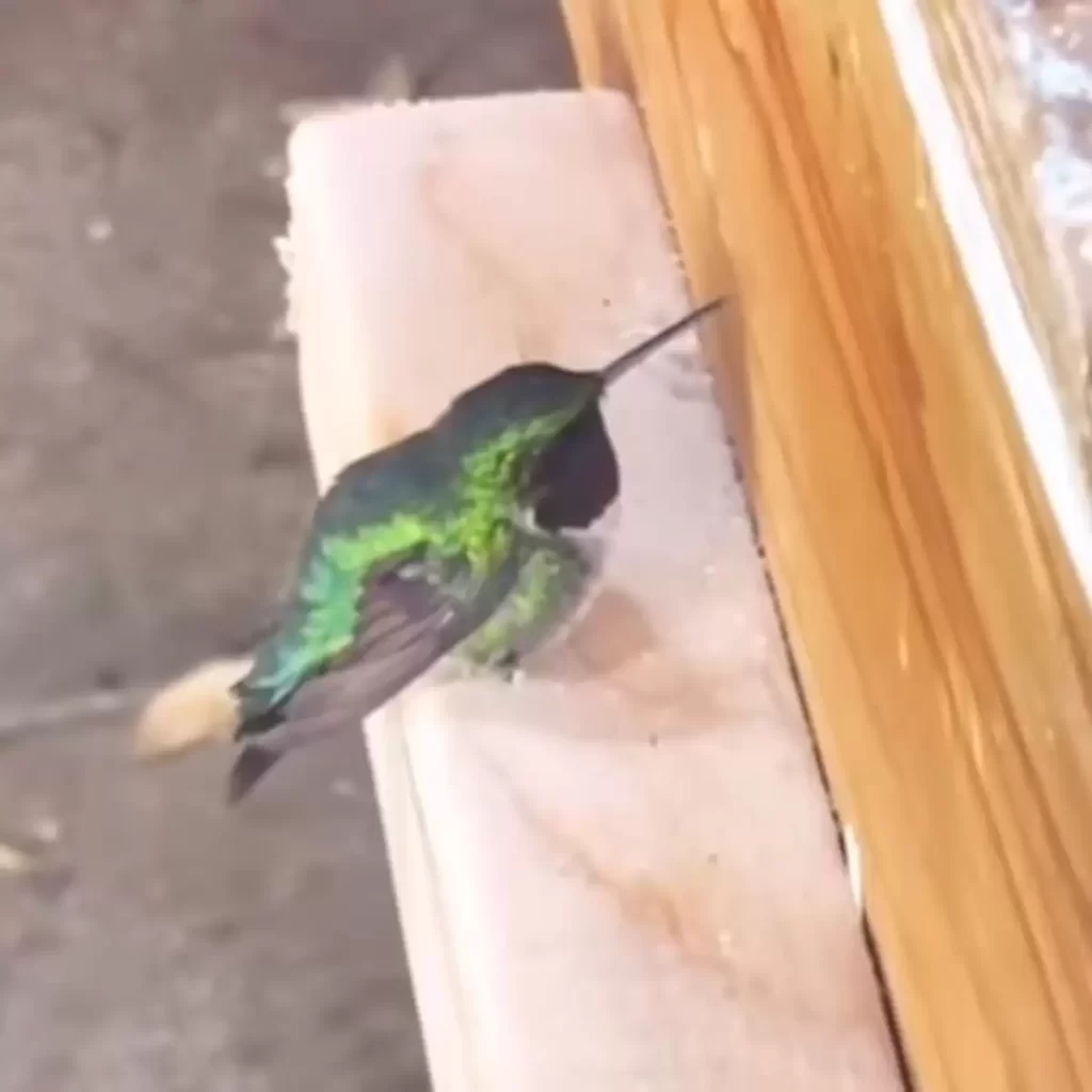 petit colibri vole l'atelier femme demander l'aide