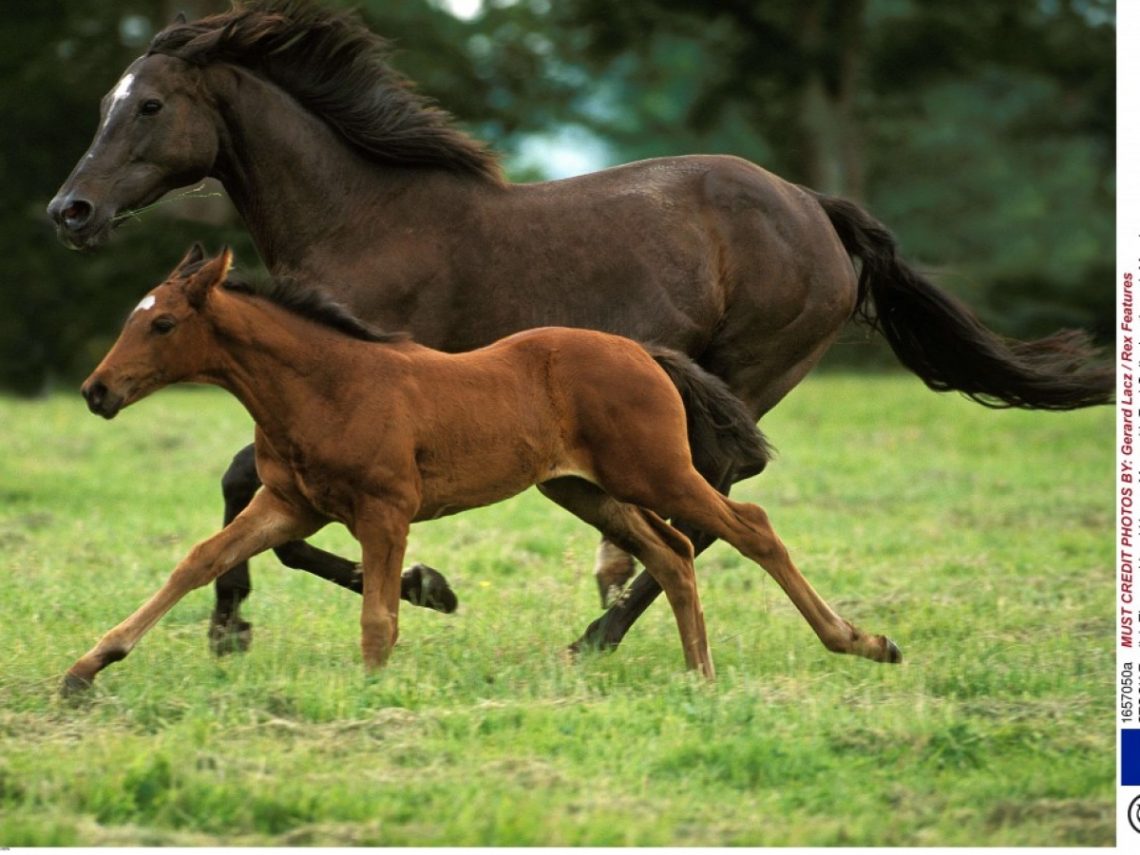 Faits sur les chevaux qui jettent un peu de lumière sur ces animaux majestueux Au pays des animaux