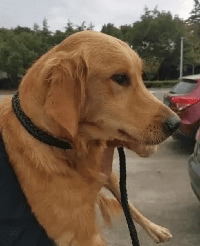 Golden Retriever parcourt plus 60 miles 2 semaines rentrer chez lui