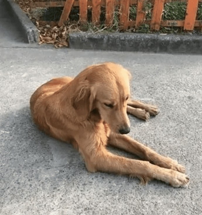 Golden Retriever parcourt plus 60 miles 2 semaines rentrer chez lui