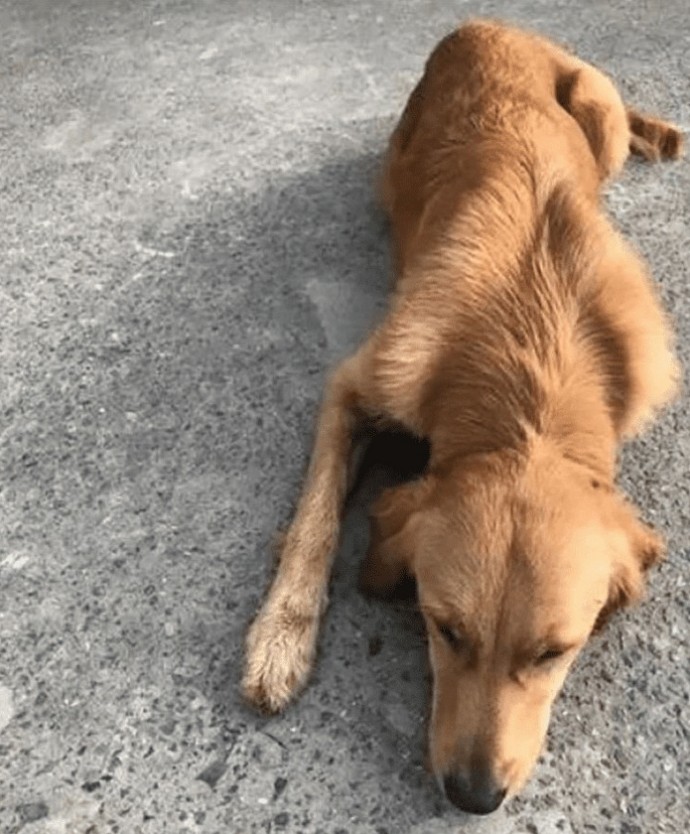 Golden Retriever parcourt plus 60 miles 2 semaines rentrer chez lui
