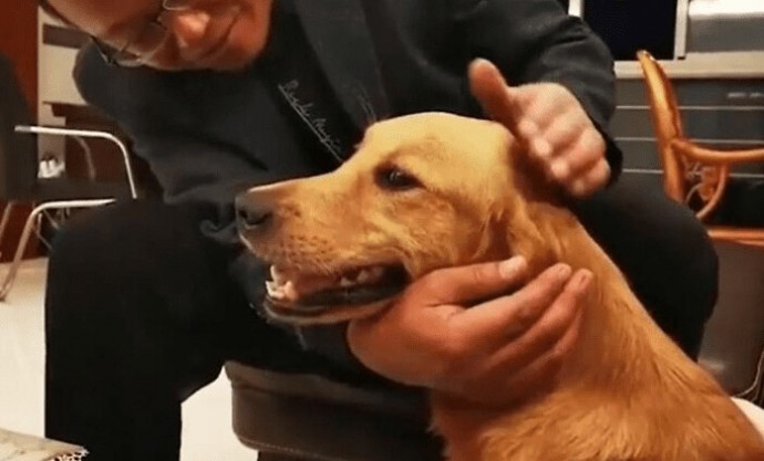Golden Retriever parcourt plus 60 miles 2 semaines rentrer chez lui