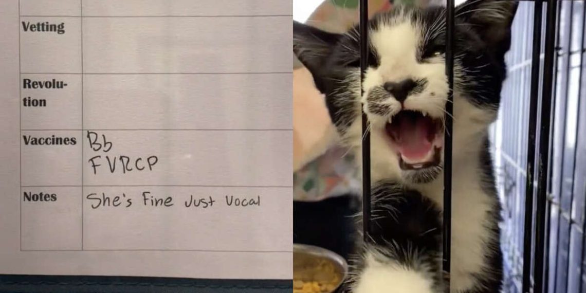 Le chat fait tellement de bruit