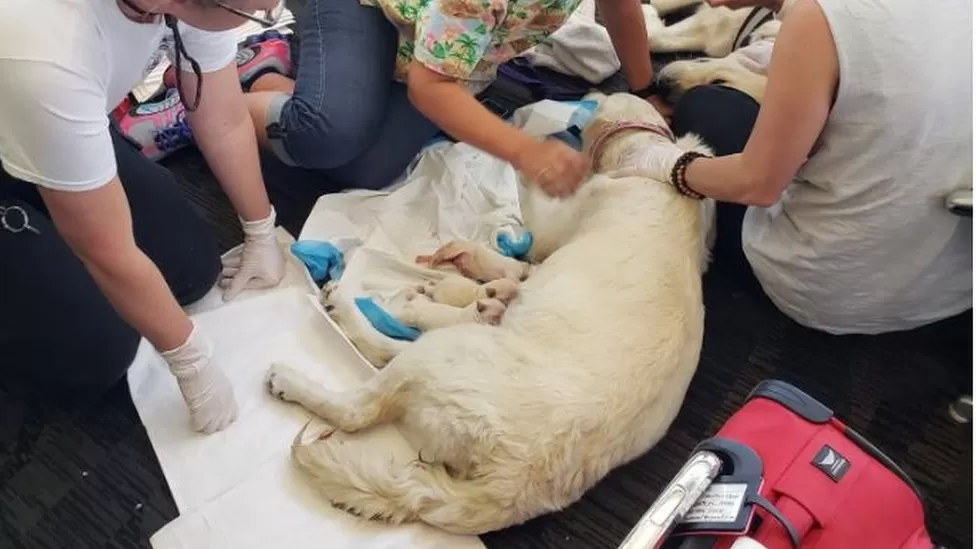 chien d'assistance donne naissance manière inattendue huit chiots l'aéroport Floride