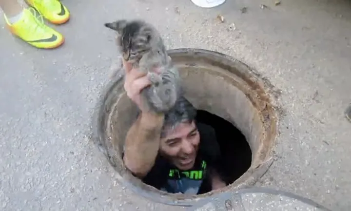 homme héroïque saute égout pluvial sauver chaton