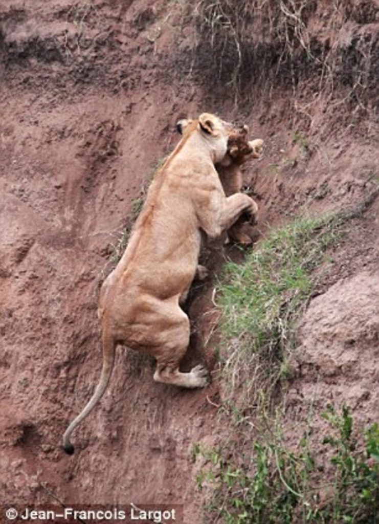mère lion risque vie sauver bébé lors sauvetage dramatique